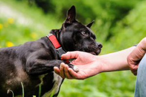 Seminář PES - kamarád nebo šelma?-17-04-2026